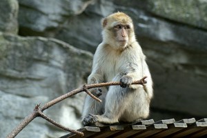 Magot oder Berberaffe