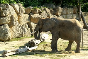 Afrikanischer Elefant