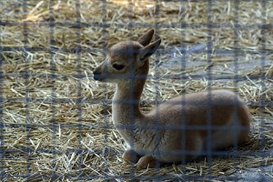 Alles mit der Ruhe: Auch Vikunja-Babys brauchen einmal eine Pause. 