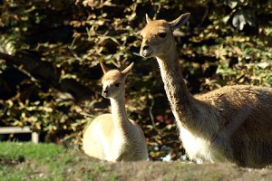 Alles im Überblick: Mama Gisela erkundet mit ihrem Baby den Südamerika-Park.