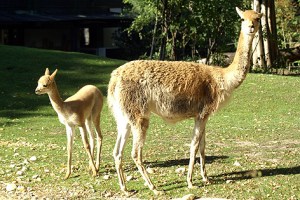 Vikunjas stammen aus Südamerika. Ihre Wolle ist die teuerste der Welt.