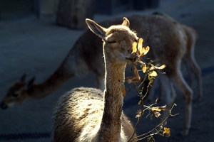 Vorfreude: Ein erwachsenes Vikunja genießt das Mittagessen. 