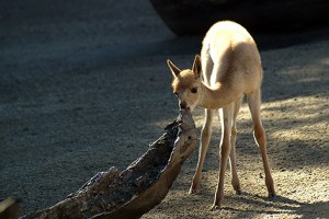 Na Mahlzeit! Normalerweise stehen vor allem Gras und Heu am Speiseplan.