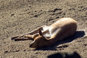 Noch schnell ein Sonnenbad - bevor die Schulklassen den Tiergarten stürmen. 