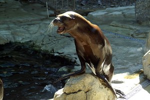 "Wer möchte nass werden? Ich bin sprungbereit!"