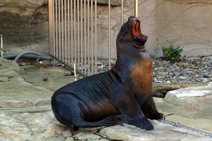 Maul auf! Während der Fütterung werden vom Pfleger auch Gewicht und Gesundheit der Robben kontrolliert.